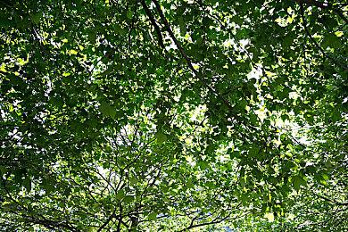 《污痕圣杯：阿瓦隆的陨落》Steam特别好评 在线峰值超2.5万